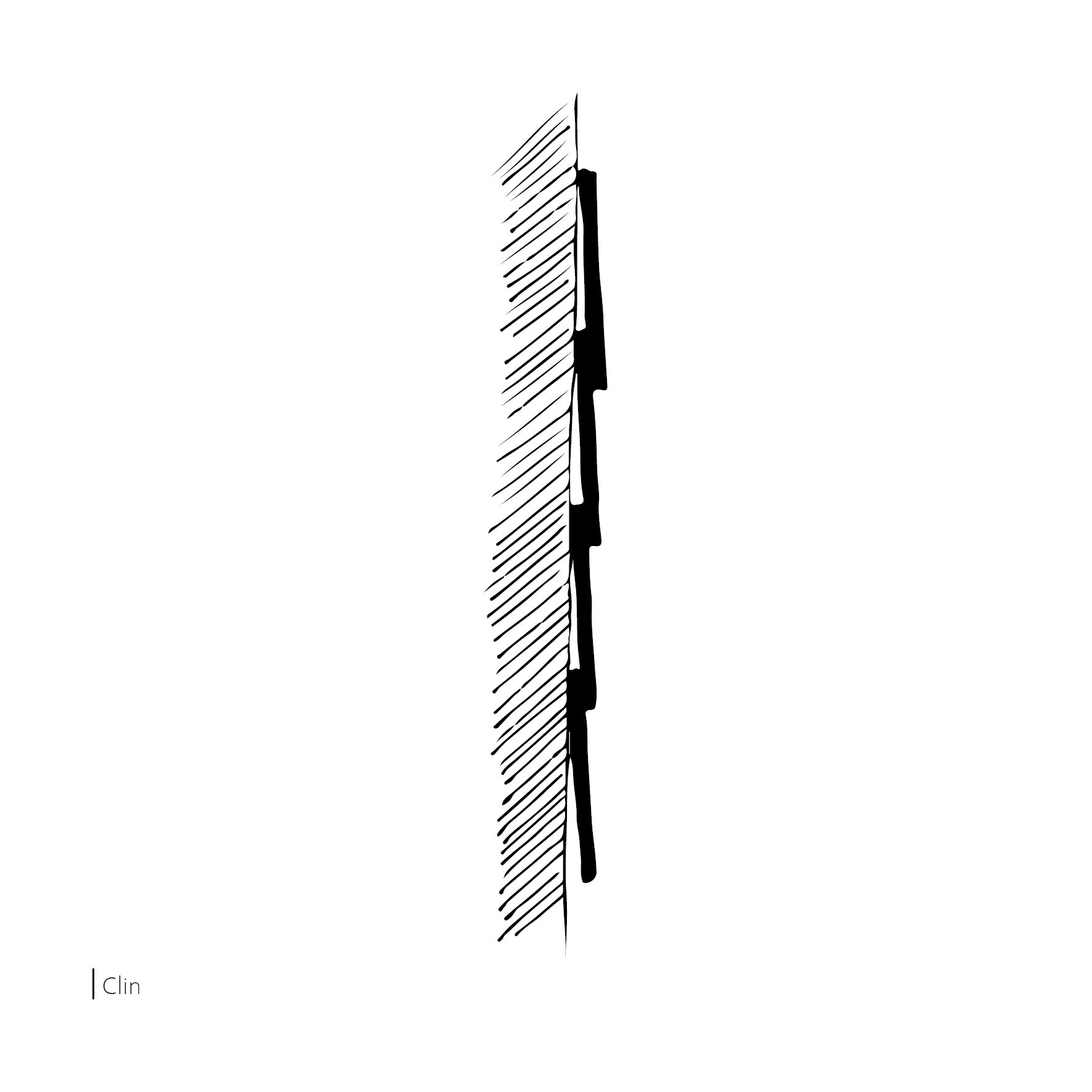 Clin (croquis a.berthaud / caue39)