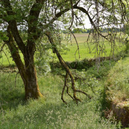 fosse soutènement pierres sèches caue39 mai 2022 - LA MARRE (39210)