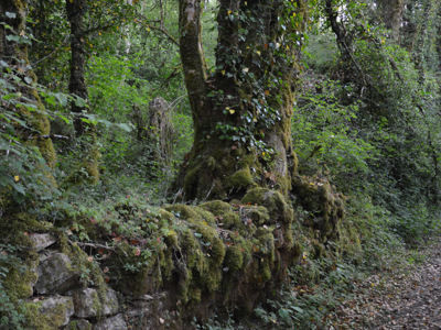 muret ancien chemin caue39 mai 2022 - MONTAIGU (39570)