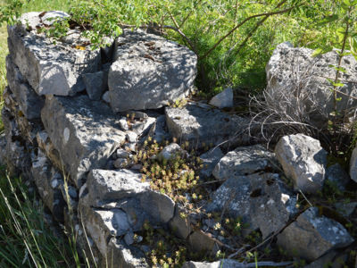 muret pierres sèches éboulées caue39 mai 2022 - LAVIGNY (39210)