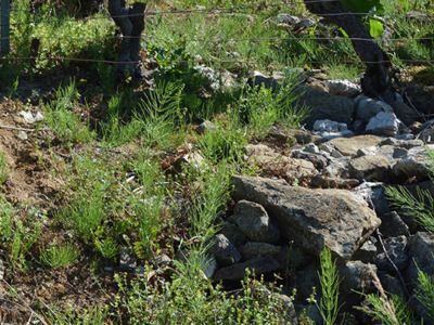 muret pierres sèches au pied des vignes caue39 mai 2022 - LE VERNOIS (39210)